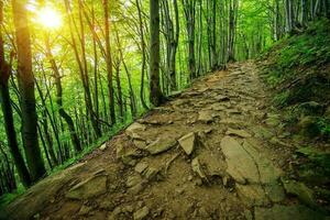 felsig Wald Weg Pfad foto