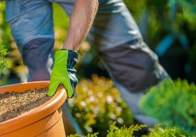 Umpflanzen Pflanze zu ein größer Topf Hinterhof Garten Job foto