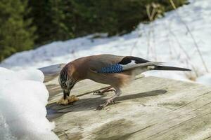 eurasisch Jay im Winter foto