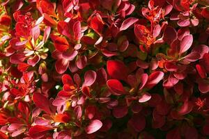 Farbe erreichen rot Blätter von dekorativ Pflanze foto