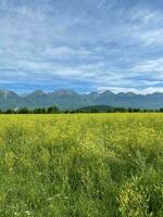 Aussicht auf Feld von Blühen wild Blumen im tunka Senke gegen Hintergrund von östlichen Sayan bergig. Sommer- Reise im Burjatien, Russland. foto