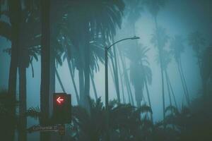 Santa Monica Kalifornien Palmen bedeckt durch Küsten Nebel foto
