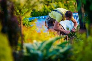 Männer Arbeiten im seine Garten foto