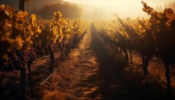 Sonne geküsst Weinberg, reif Trauben zum Wein machen generiert durch ai foto