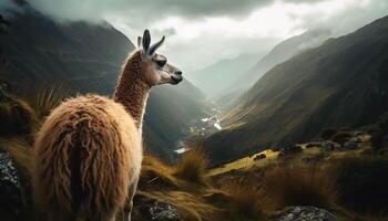 süß Alpaka Weiden lassen auf Berg Wiese, wollig Abenteuer generiert durch ai foto