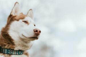 heiser Alaska sibirisch Hund foto