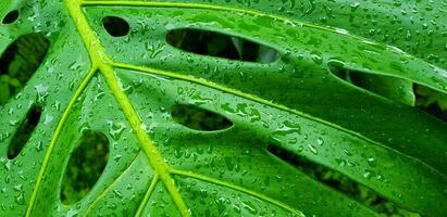 schließen oben Wasser fallen auf tropisch Grün Blatt nach regnet Tag. abstrakt Kunst und Natur Hintergrund. das wissenschaftlich Name von Baum ist Monstera deliciosa. natürlich Hintergrund und frisch. foto