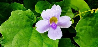 violett oder lila Blume und Regentropfen mit Grün Blätter Hintergrund. Schönheit von Natur und Pflanze Konzept foto