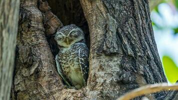 entdeckt Eule Schlafen im Baum hohl foto