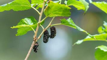 Weiß Maulbeere, Maulbeere Baum Blühen im das Garten foto