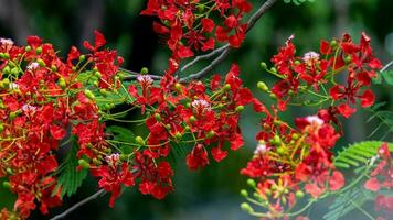 Flammenbaum mit leuchtend roten Blüten und Samenkapseln foto