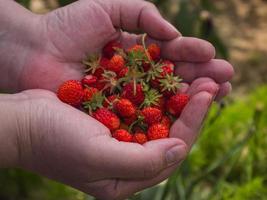 Frauenpalmen mit reifen Erdbeeren foto