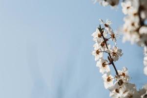 Kirschpflaumenblüten mit weißen Blütenblättern foto