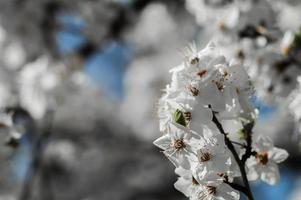 Kirschpflaumenblüten mit weißen Blütenblättern foto