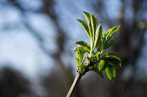 erste grüne Blätter am Ast des Baumes foto