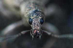 Gesicht des Rüsselkäfers im Makro foto