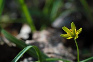 erste gelbe Blume nach dem Winter im Frühling foto