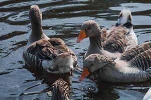 Wildgänse, die im Fluss essen foto