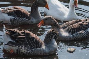 Wildgänse, die im Fluss essen foto