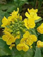 schön frisch Gelb senna Asien bikapsularis Blume foto