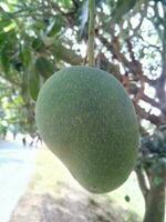 Naogaon Grün organisch langra Mango foto