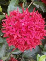 ixora Coccinea rot Blume Blühen im Garten Grün Weiß Blatt Hintergrund foto