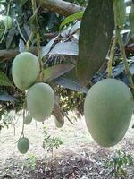 Naogaon Grün organisch langra Mango foto