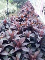 Cordyline fruticosa ist ein Pflanze Natur Blume foto