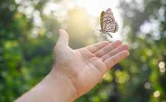 Befreie den Schmetterling vom Moment foto