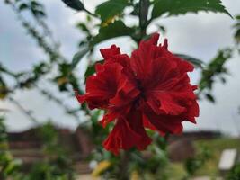 Hibiskus Blumen Farbe das Welt mit Freude foto