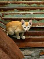 Orange Katze auf Dach suchen beim das Kamera foto