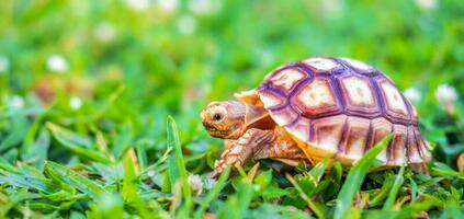 schließen oben von Sulcata Schildkröte oder afrikanisch angespornt Schildkröte klassifiziert wie ein groß Schildkröte im Natur, schön Baby afrikanisch Sporn Schildkröten foto