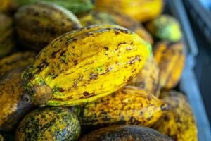 Reife Kakaoschoten oder gelbe Kakaofrüchte ernten Kakaobohnen, um sie an die Schokoladenfabrik zu schicken foto