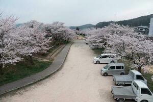 Takayama, Japan - - April 5, 2023 Sakura Kirsche Blüten Blühen im miyagawa Ryokuchi Park foto