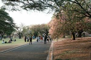 Tokio, Japan - - April 11, 2023 Menschen Gehen im Shinjuku Gyoen National Garten mit Kirsche Blüten foto