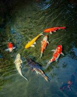 Japan Koi Fisch oder schick Karpfen Schwimmen im ein schwarz Teich Fisch Teich. Beliebt Haustiere zum Entspannung und Feng Shui Bedeutung. Beliebt Haustiere unter Personen. Asiaten Liebe zu erziehen es zum gut Vermögen oder Zen. foto