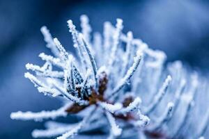 Kiefer Geäst bedeckt mit Raureif. schön Winter Natur Hintergrund, kalt Töne, gefroren Winter Nahansicht foto
