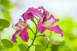 schön lila Rosa Blume. Blumen- Nahansicht im Grün Garten, drohend Anlage, Sommer- Natur foto