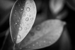 Blatt und Wasser fallen schwarz und Weiß. dramatisch Natur Verfahren, künstlerisch Fotografie Hintergrund, foto