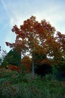 Bäume mit braunen Blättern in der Herbstsaison