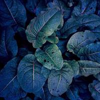 blaue und grüne Pflanze hinterlässt blauen Hintergrund foto