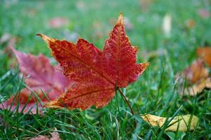 rote Ahornblätter in der Herbstsaison