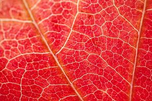 rotes Ahornblatt im roten Hintergrund der Herbstsaison