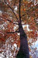 Baum mit roten und braunen Blättern in der Herbstsaison