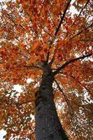 Baum mit roten und braunen Blättern in der Herbstsaison