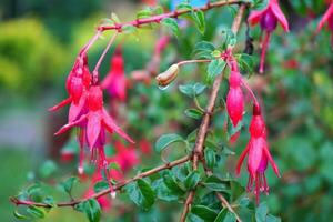 Glocke Blume oder winterhart Fuchsie aufblühen beim Lungenchok Osten sikkim foto