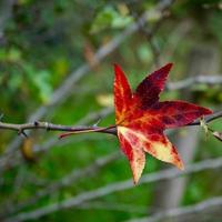 rotes Ahornblatt in der Herbstsaison foto