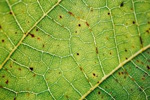 grüner Blattadern grüner Hintergrund foto