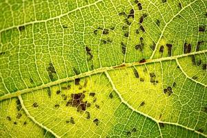 grüner Blattadern grüner Hintergrund foto