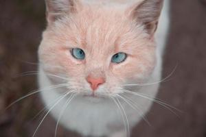 weiße und orange Katze mit blauen Augen, die Kamera betrachten foto